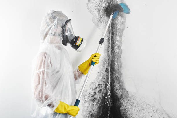 Professional Mold Removal in Pocomoke City, MD