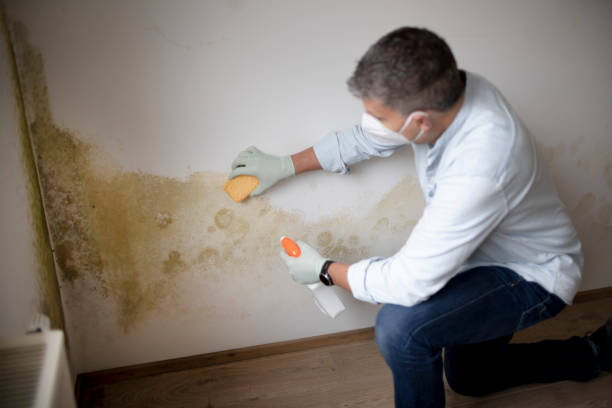 Best Mold Prevention Services  in Pocomoke City, MD